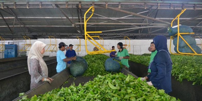 Gunung Mas farms are among the most beautiful tourist places in Indonesia