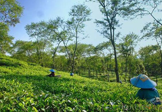 Gunung Mas Puncak farms in Indonesia