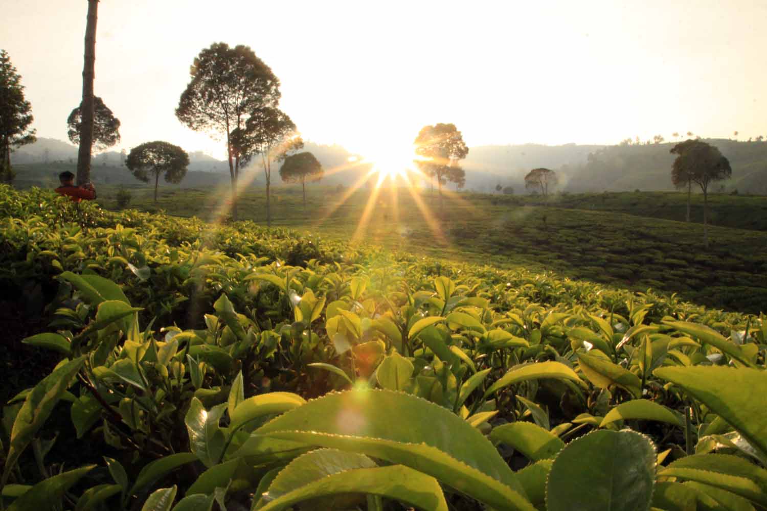 Gunung Mas farms is one of the most beautiful tourist places in Puncak, Indonesia