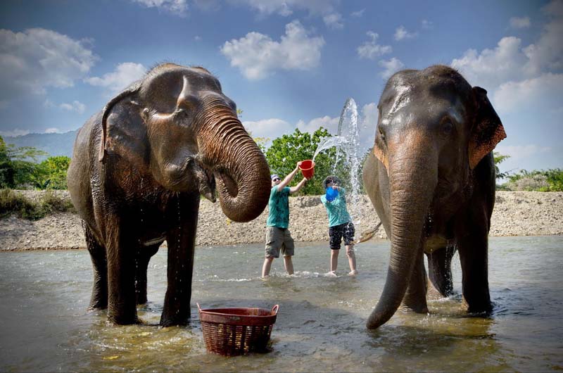 Elephant Garden is one of the best places to visit in Chiang Mai