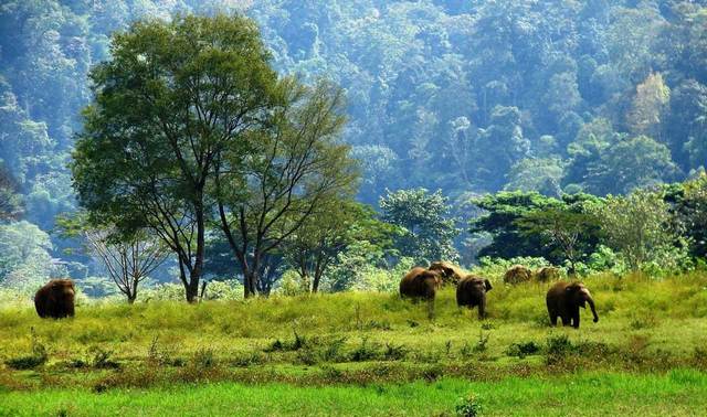 Chiang Mai elephants park Thailand