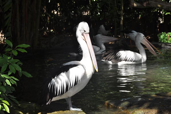 Bird Garden is one of the most beautiful tourist places in Bali, Indonesia