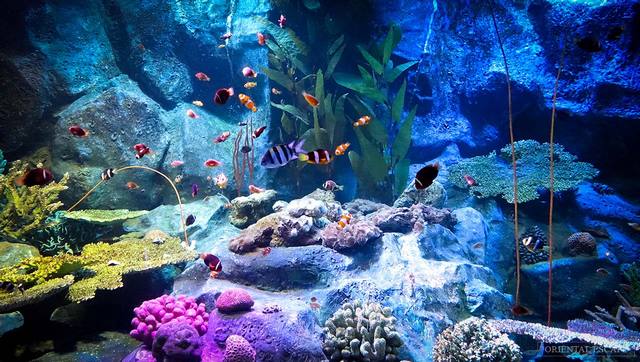 Underwater world is one of the most beautiful tourist places in Pattaya, Thailand