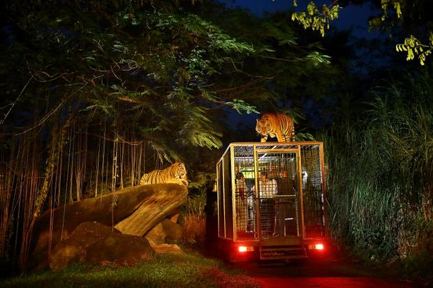 Bali Safari Park is one of the most beautiful gardens in Bali, Indonesia
