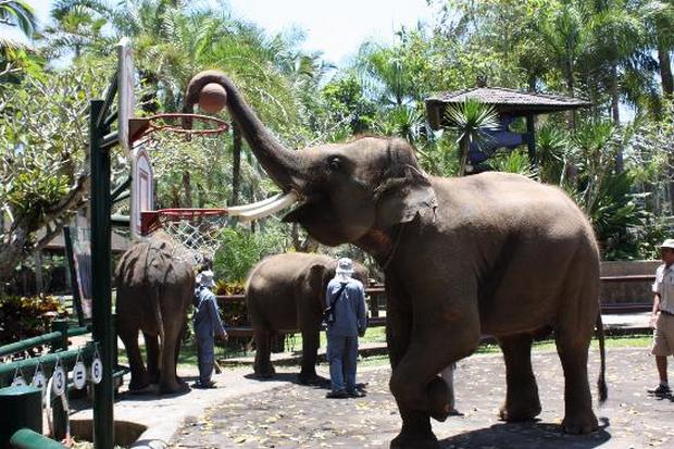Bali Safari Park is one of the most beautiful tourist places in Bali, Indonesia