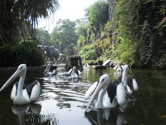 Ragunan Zoo is one of the most beautiful tourist parks in Jakarta, Indonesia