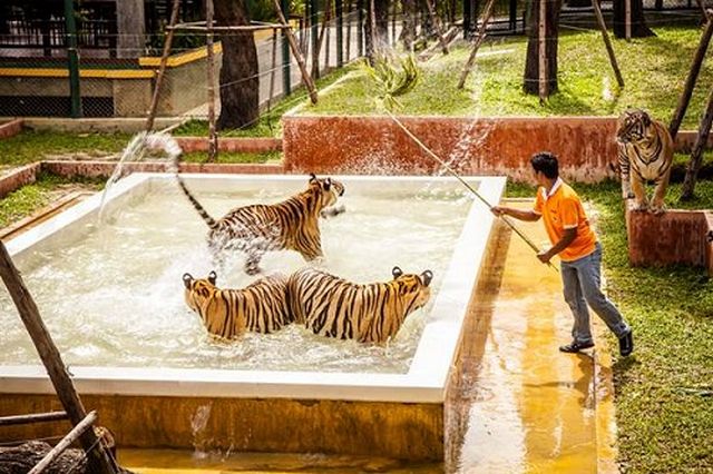 Phuket tigers kingdom