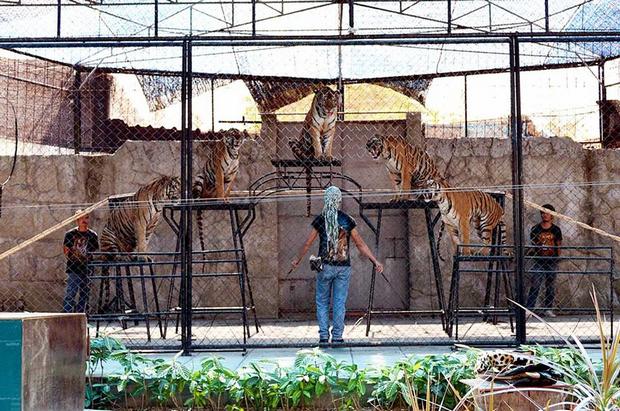 Samui Aquarium and Tiger Park in Thailand Kusamoy