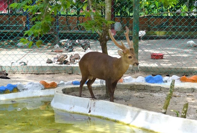 Langkawi Wildlife Park