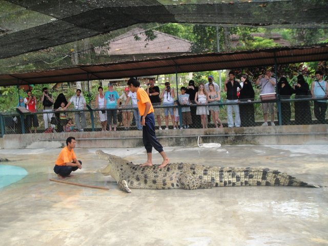 Crocodile garden in Langkawi 