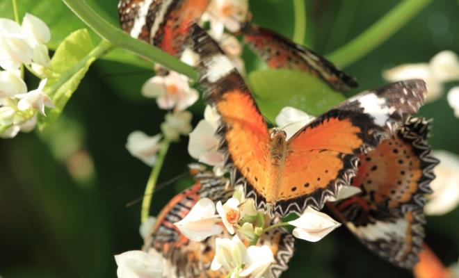 Butterfly Park on Penang Island 