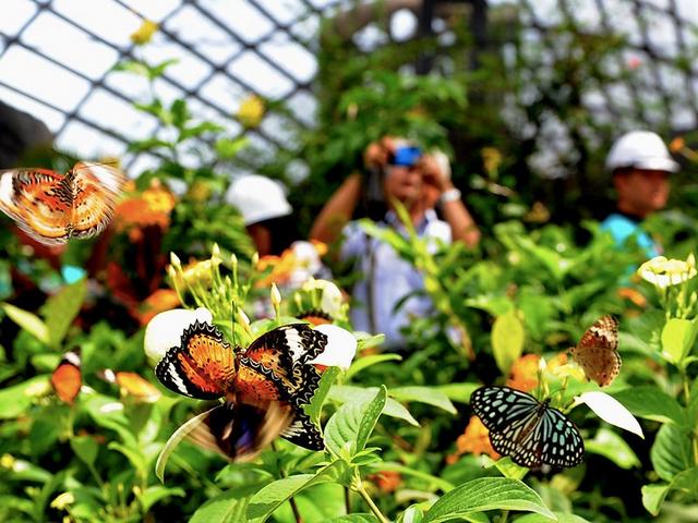 Butterfly Park in Penang Malaysia 