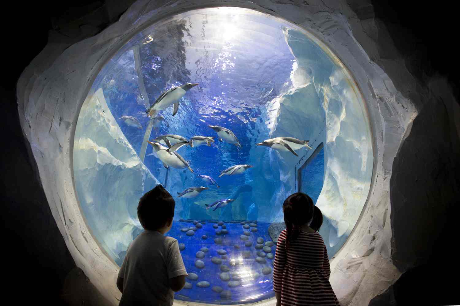 1581298723 949 Top 4 activities at the National Marine Life Center Birmingham - Top 4 activities at the National Marine Life Center Birmingham England
