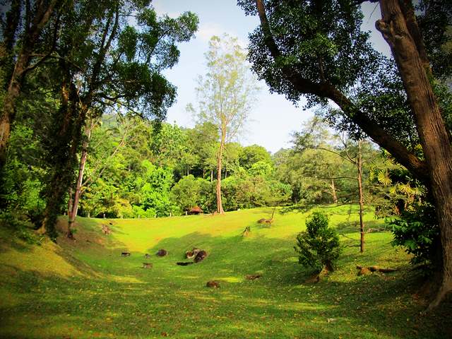 Penang Monkeys Park Malaysia