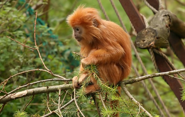 Monkey Garden is one of the most beautiful tourist places in Penang Malaysia