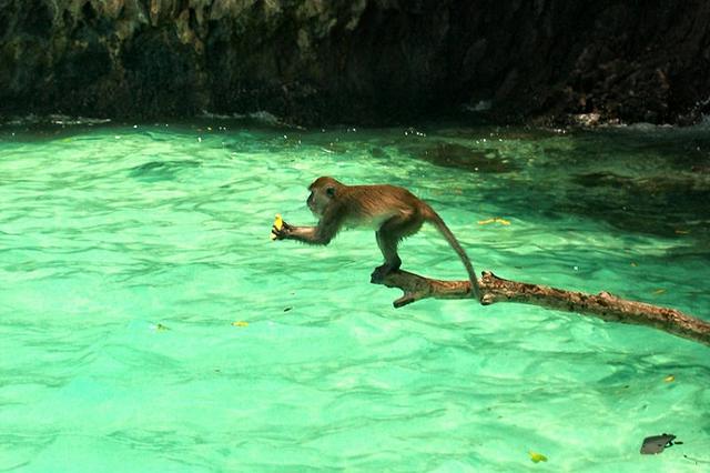 Monkey Park in Penang Malaysia