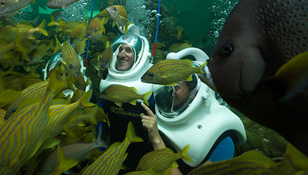 Miami Aquarium is one of the most beautiful tourist places in America