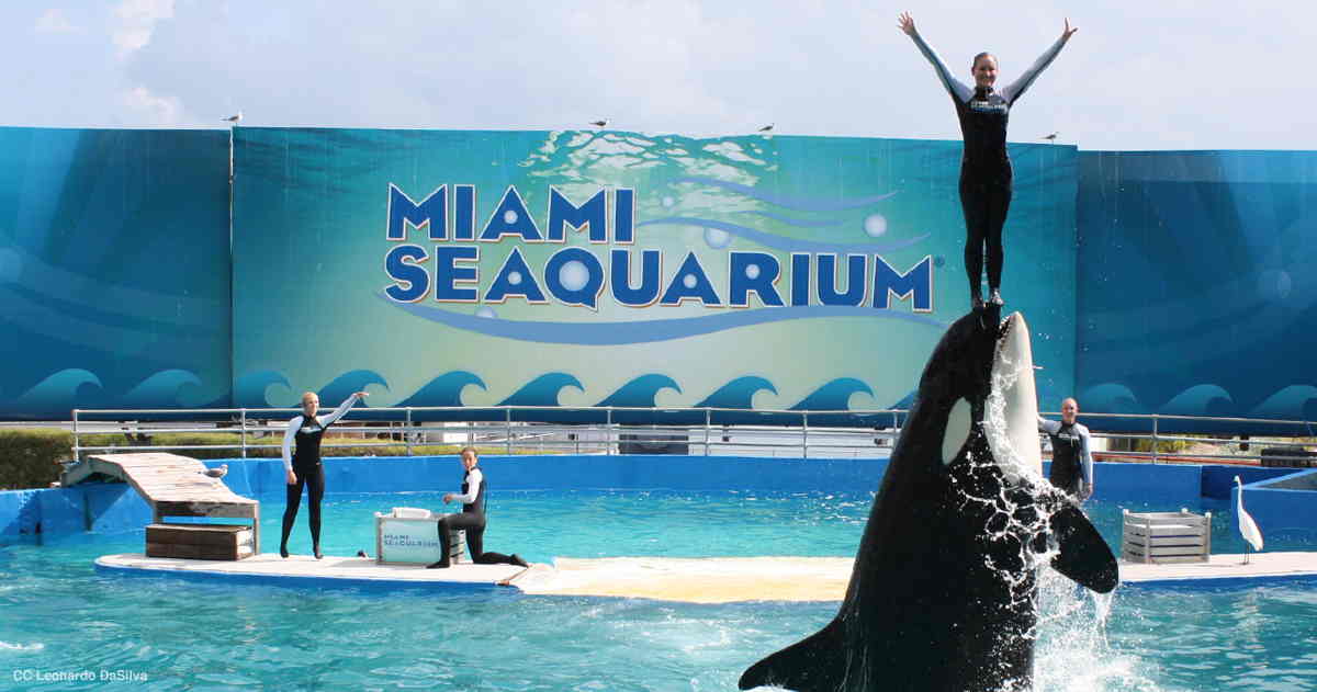 Top 8 activities in Miami America Aquarium