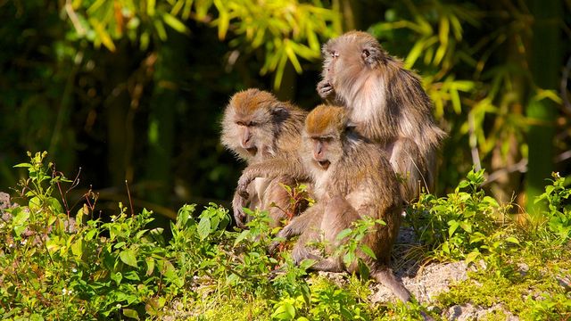 The 6 best activities in the Monkey Forest in Miami, USA