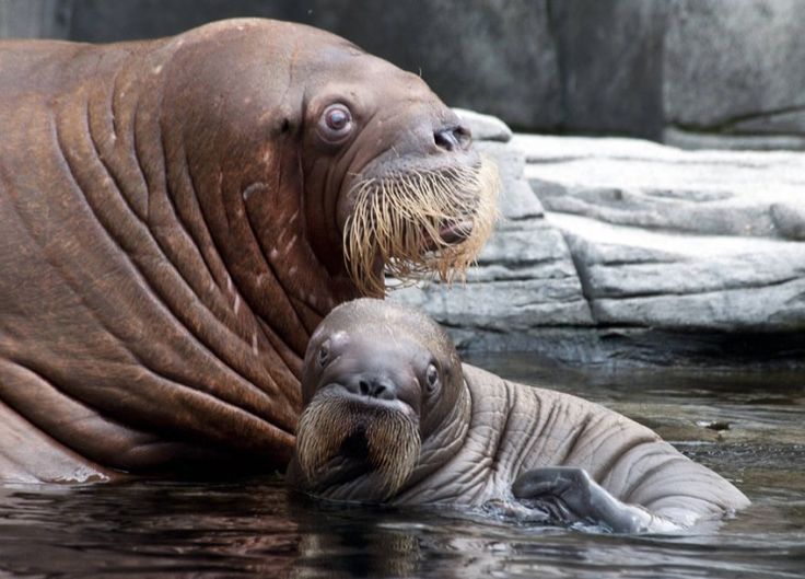 Hagenbeck Zoo at Hamburg Zoo