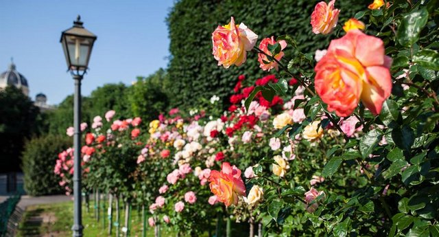 The flower garden is one of the most beautiful parks in Vienna