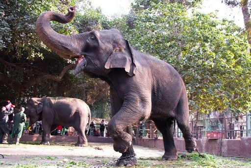 1581300553 384 The best 4 activities at Giza Zoo in Cairo Egypt - The best 4 activities at Giza Zoo in Cairo, Egypt