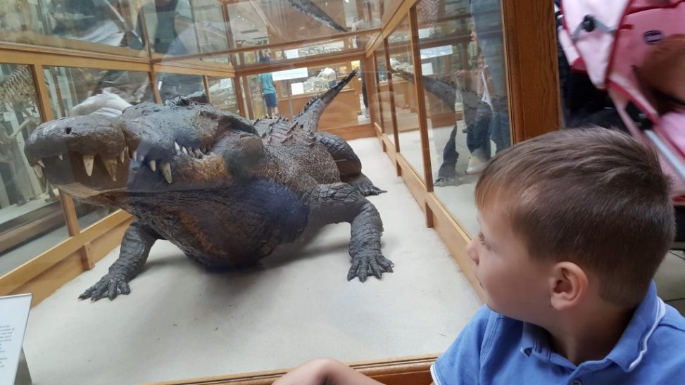 1581302253 900 The 5 best activities at the Oxford Museum of Natural - The 5 best activities at the Oxford Museum of Natural History