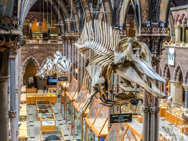 The 5 best activities at the Oxford Museum of Natural History