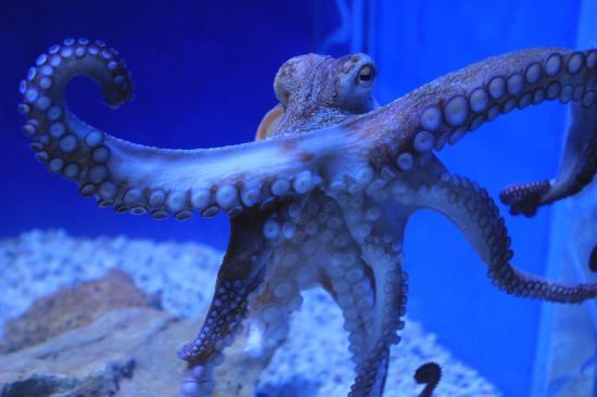 The 3 best activities at Aquarium Aquarium in Crete Greece