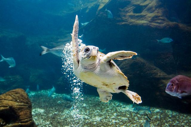 The 3 best activities in Greece Crete Aquarium
