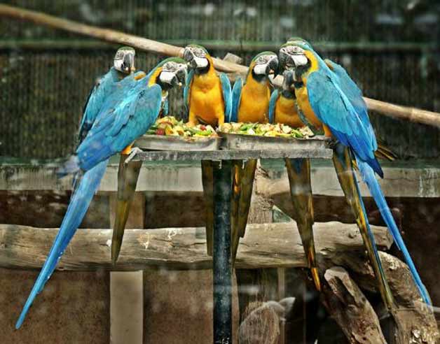 1581303043 870 Top 4 activities at National Zoo of New Delhi India - Top 4 activities at National Zoo of New Delhi India