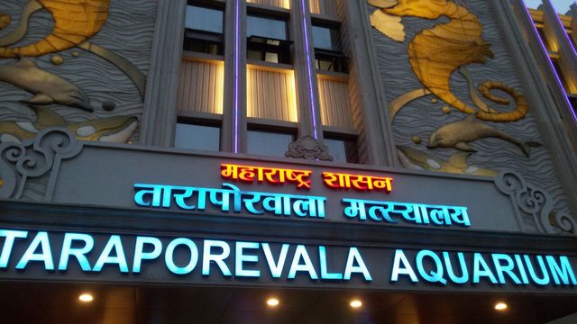 The 3 best activities at Tarapuriwala Aquarium in Mumbai
