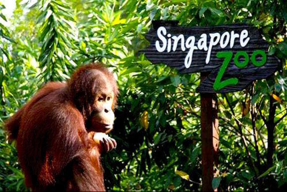 Singapore Zoo is one of the best tourist places in Singapore