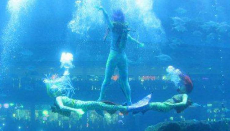 1581303473 304 The 6 best activities in Dubai Emirates Aquarium - The 6 best activities in Dubai Emirates Aquarium