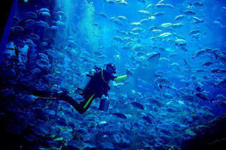 1581303473 500 The 6 best activities in Dubai Emirates Aquarium - The 6 best activities in Dubai Emirates Aquarium