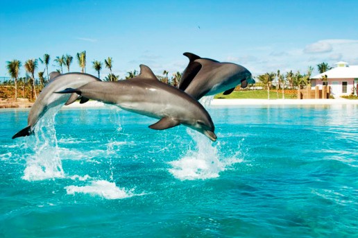 Dolphin Bay in Dubai is one of the most beautiful tourist places in Dubai, UAE