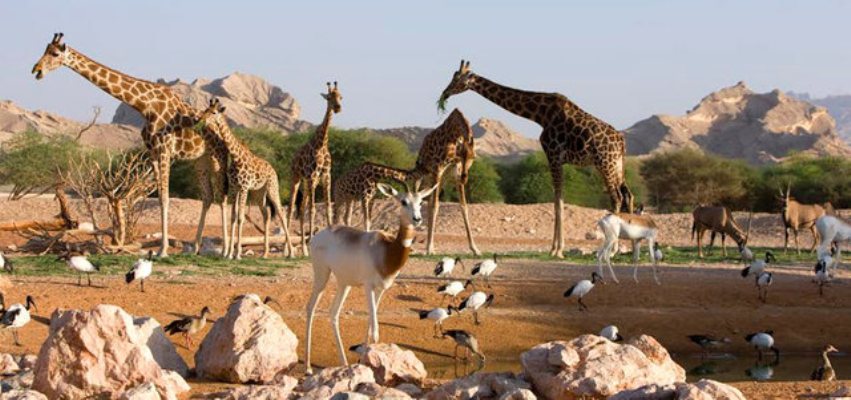 Dubai Zoo is one of the most beautiful tourist places in Dubai, UAE
