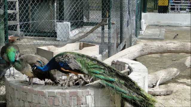 Dubai Zoo is one of the best tourist places in the Emirates city of Dubai