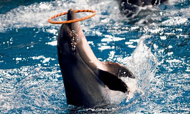 1581303643 362 The best 4 activities in Dubai Dolphinarium UAE - The best 4 activities in Dubai Dolphinarium UAE