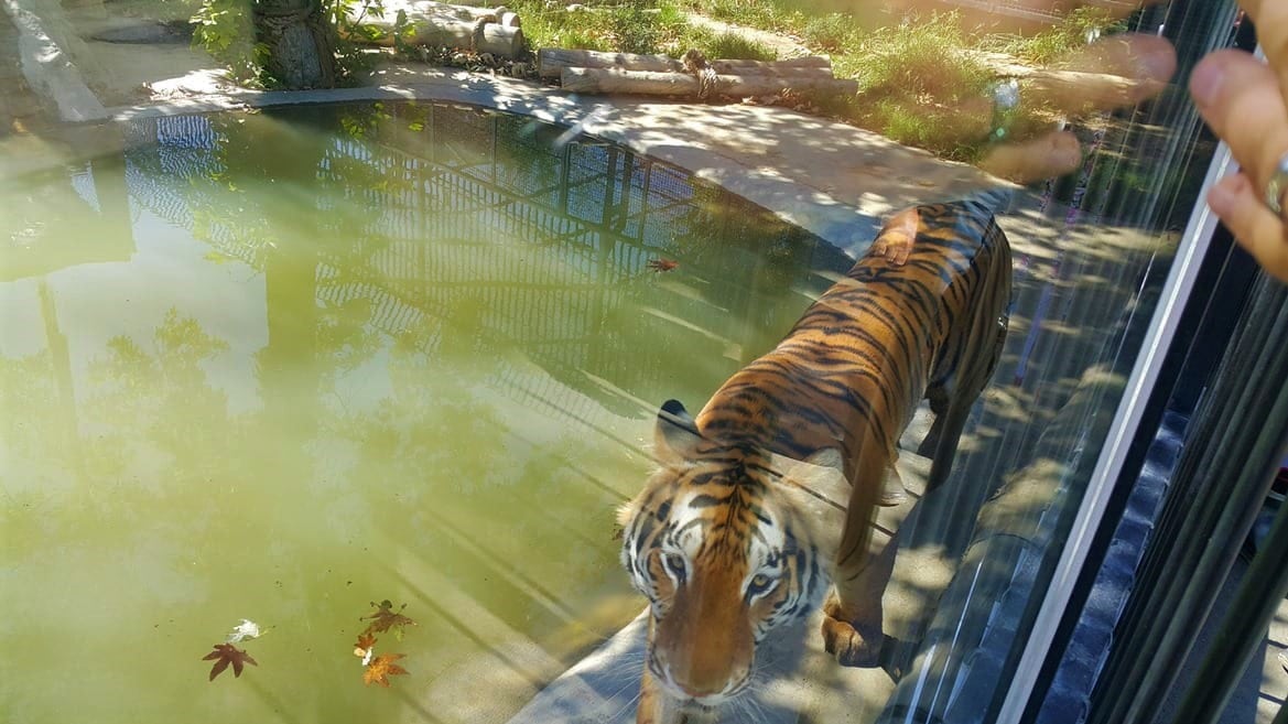 Zoo in Tehran
