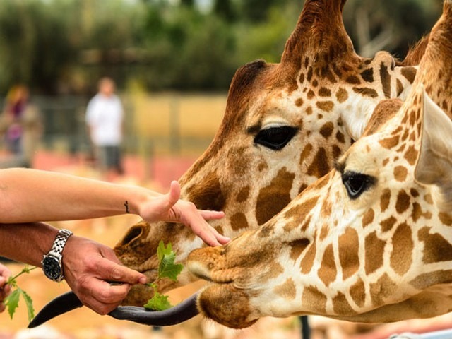 Dubai Safari Park is one of the most important parks in Dubai tourist