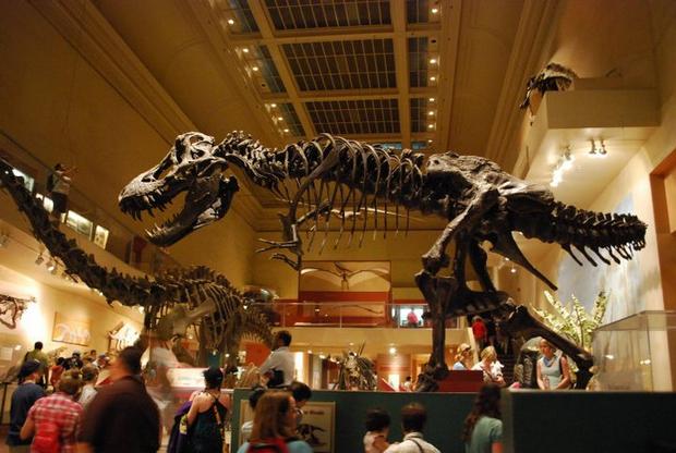 The National Museum of Natural History in Washington