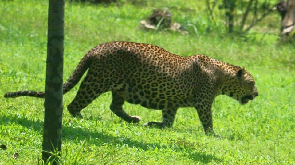 The National Zoo is one of the most beautiful tourist spots in Colombo