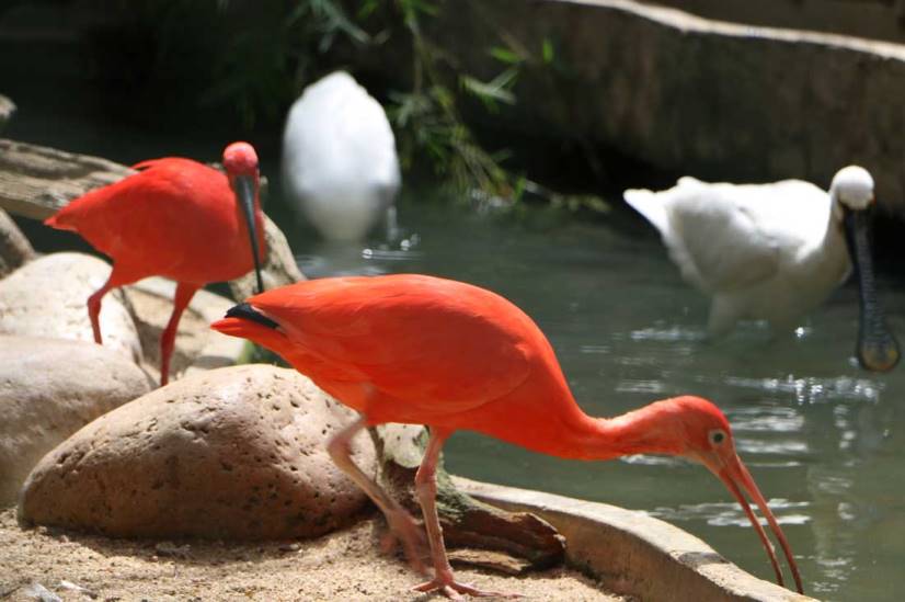 The National Zoo in Colombo, Sri Lanka
