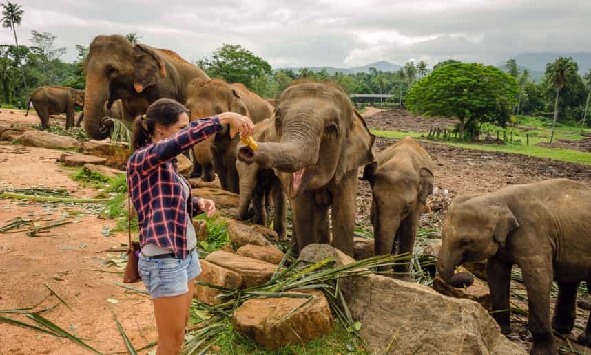 Kandy Elephants Garden