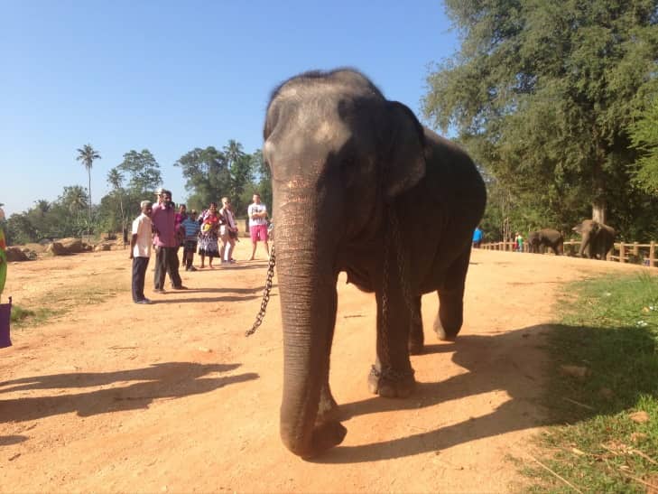 The 6 best elephant orphan activities in Kandy, Sri Lanka