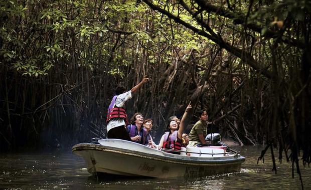 Tourism in Bento - the journey of the mangrove Bento