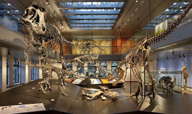 Top 4 activities at the Los Angeles Natural History Museum America