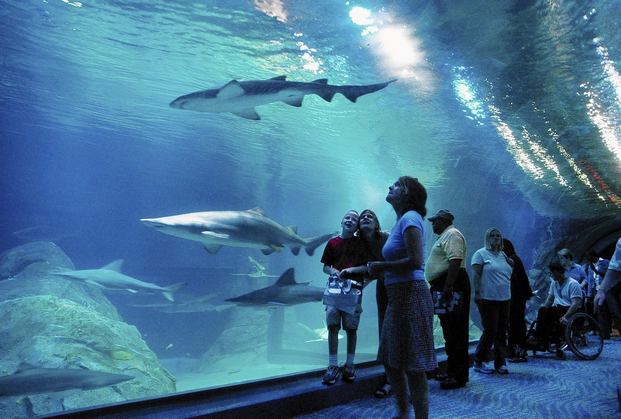 The best 4 activities in the Philadelphia Aquarium Adventure USA