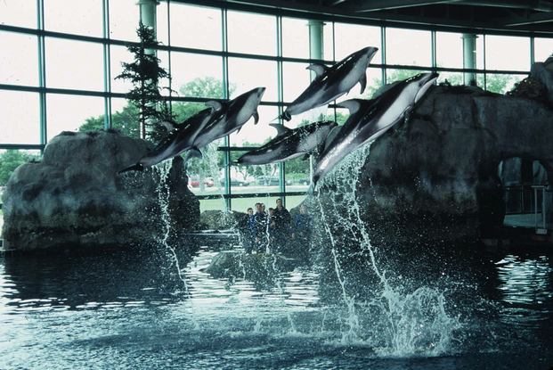 Chicago Aquarium is one of the best places of tourism in America